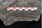 Foto (Detailansicht) von Plantae indet.  (NHMW-GEO-2024-0188-11382)